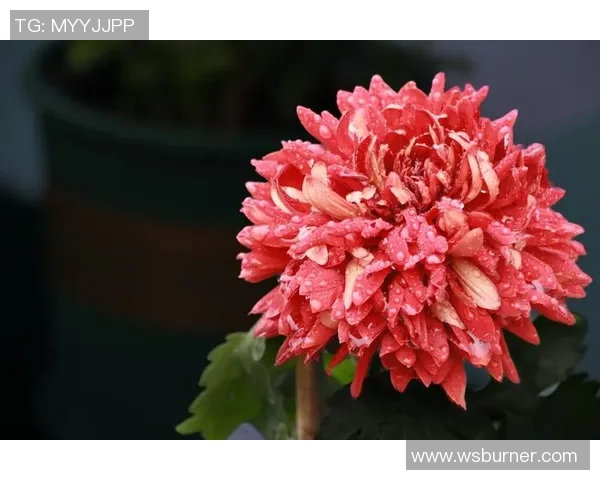 何思雨：在风雨中绽放的坚韧与希望之花